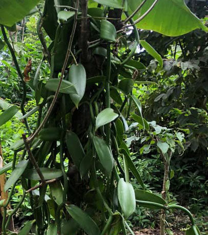 POUDRE de Vanille BOURBON Gourmet de MADAGASCAR 20 gr