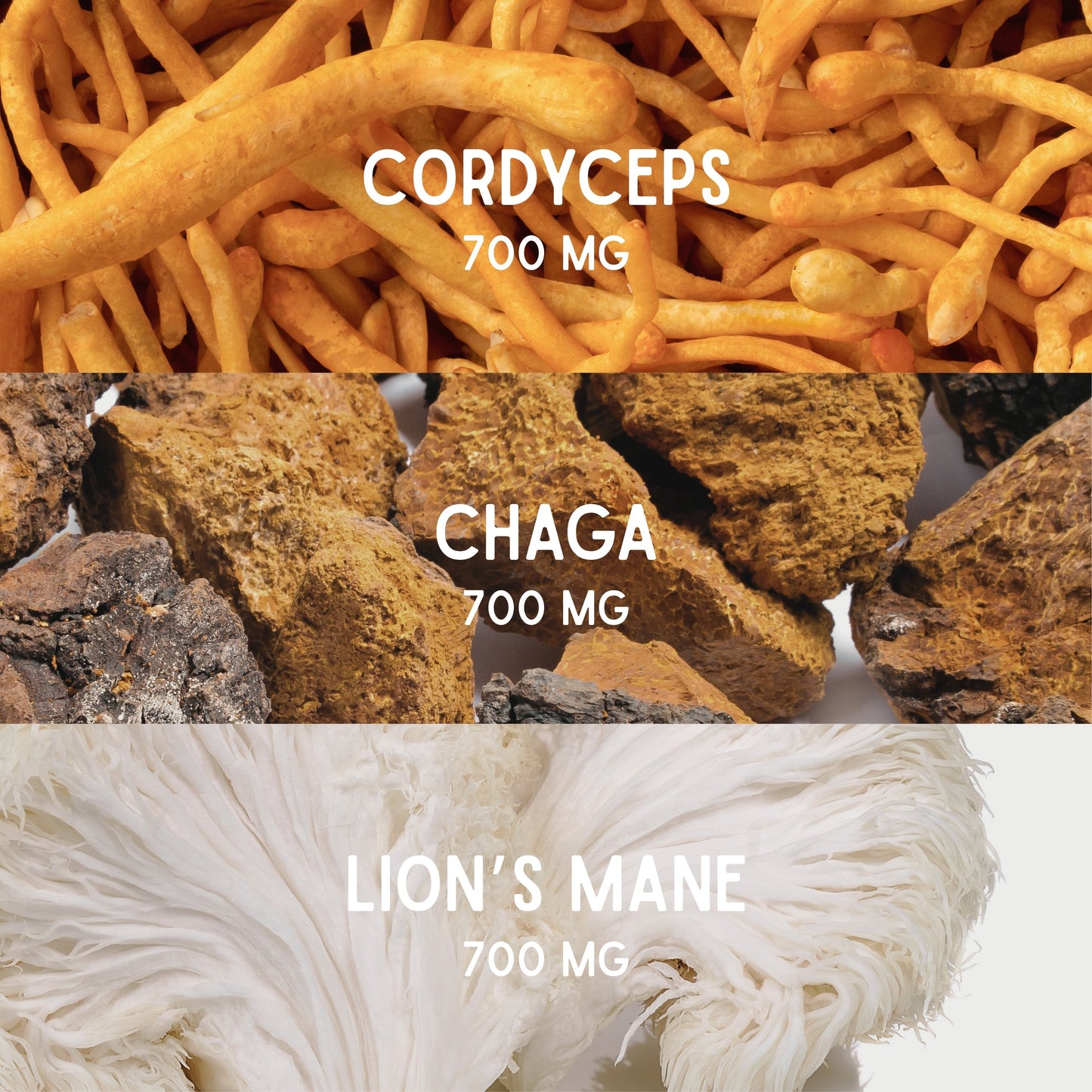Fungi – Café nouvelle génération aux champignons adaptogènes
