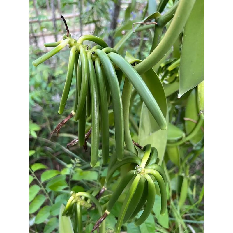 Vanille BOURBON Gourmet de MADAGASCAR Qualité A - 20 GOUSSES 18 cm - Millésime 2025